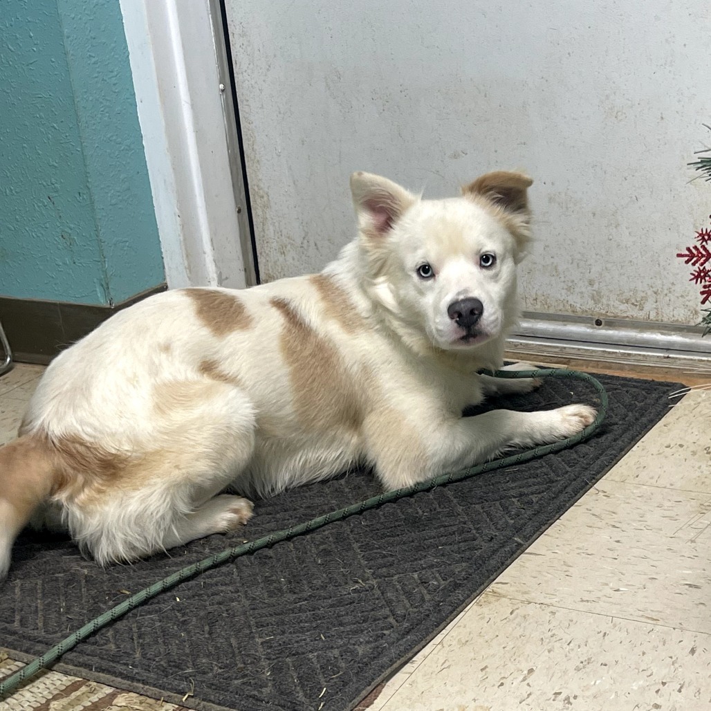 Aspen, an adoptable Samoyed in Bess, AL, 35022 | Photo Image 2