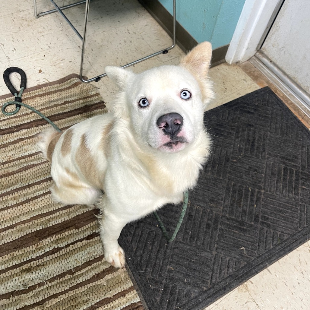 Aspen, an adoptable Samoyed in Bess, AL, 35022 | Photo Image 3