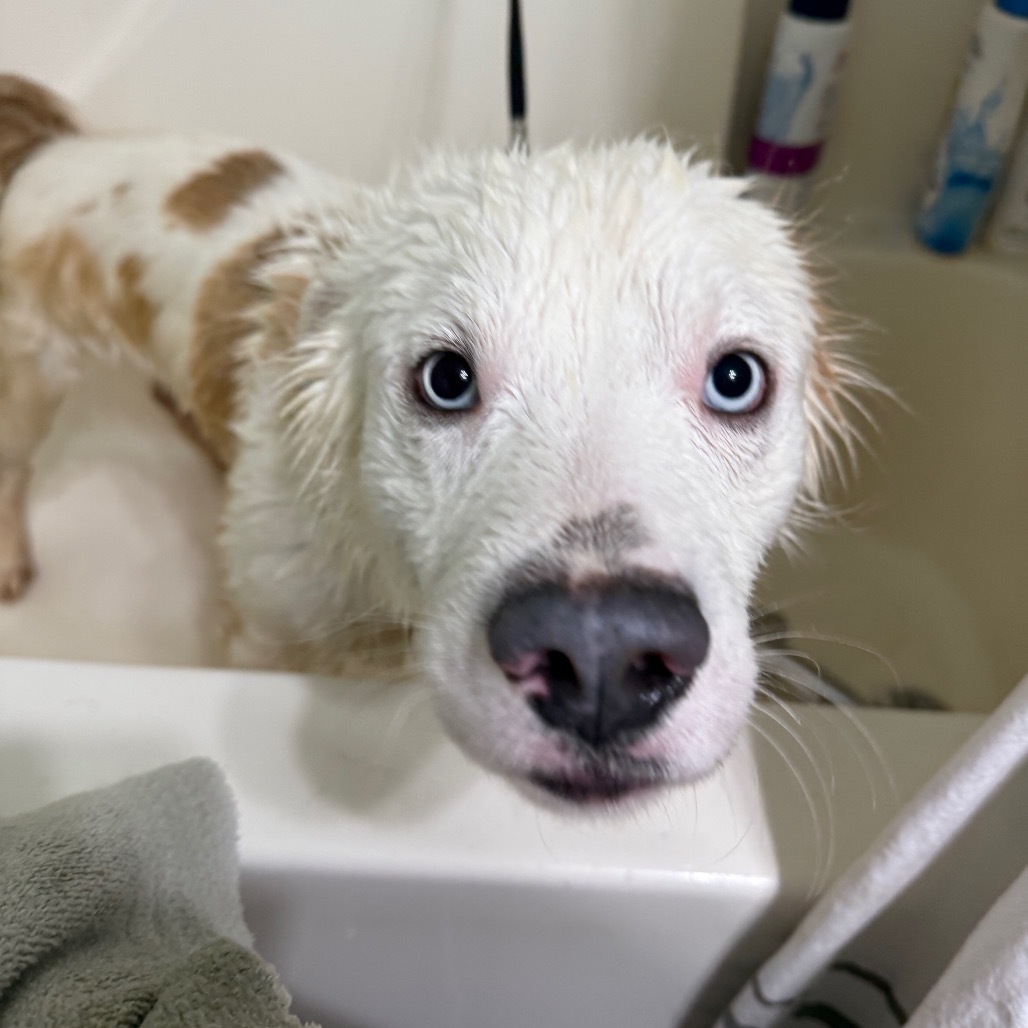 Aspen, an adoptable Samoyed in Bess, AL, 35022 | Photo Image 4