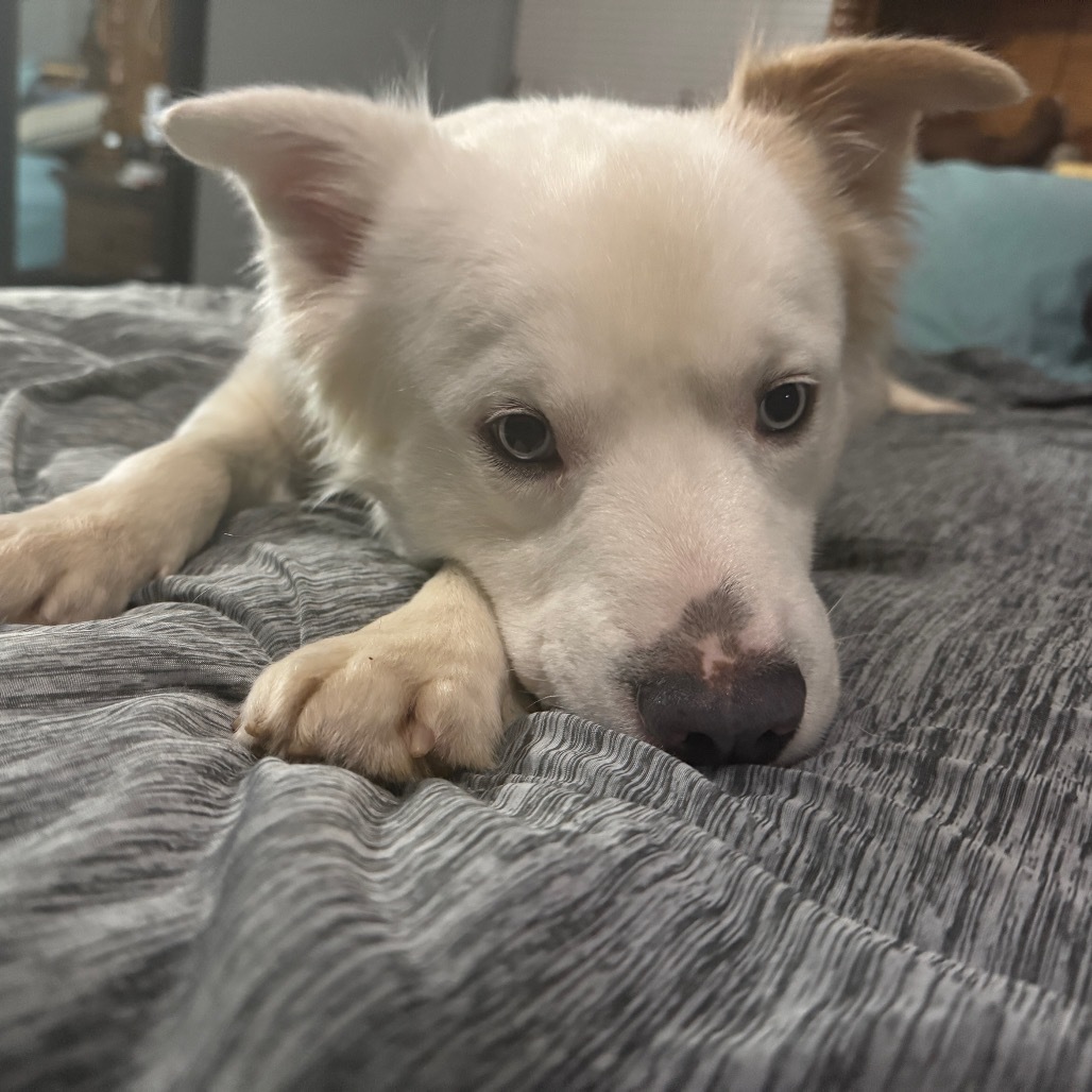 Aspen, an adoptable Samoyed in Bess, AL, 35022 | Photo Image 6