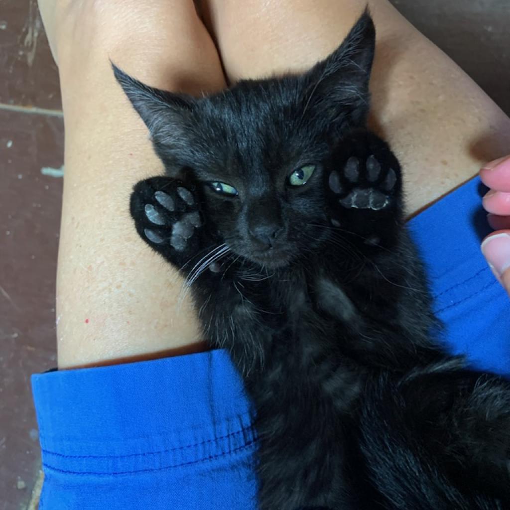 Whiskers, an adoptable Domestic Short Hair in Talent, OR, 97540 | Photo Image 3