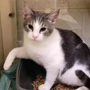 Quincy, Young Male Domestic Short Hair