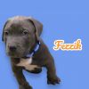 Fezzik - born 8/7/24