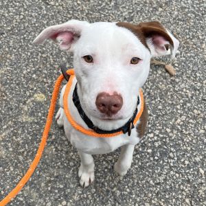 Courtesy Post Nope Meet Nope - Your New Best Friend Dont let the name fool you-this handsome youn