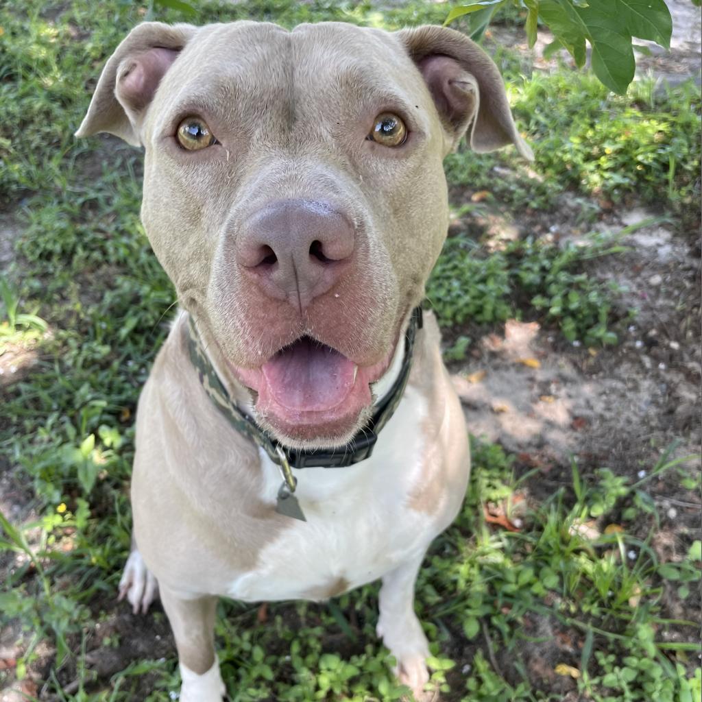 Cora