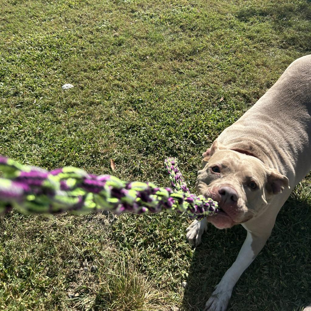 Cora