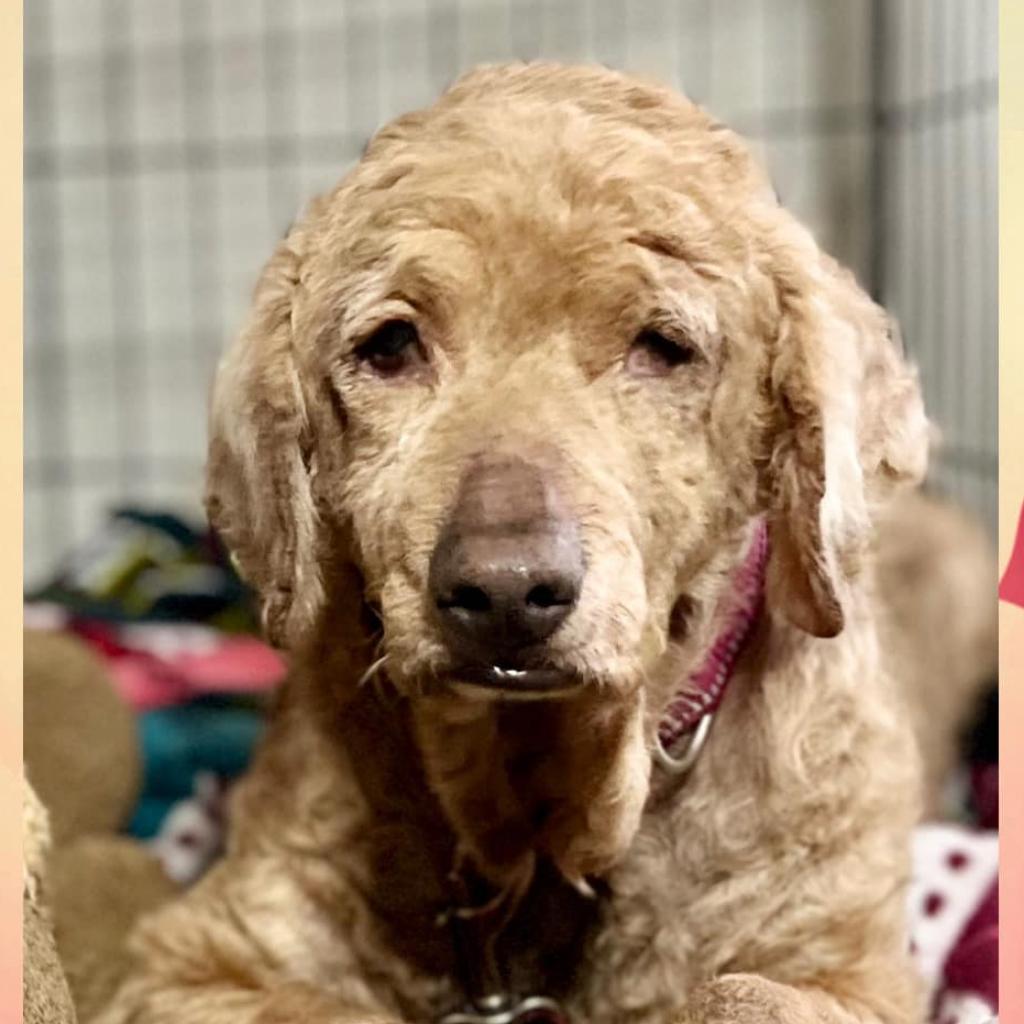 Beverly, an adoptable Cocker Spaniel in Wichita, KS, 67278 | Photo Image 1
