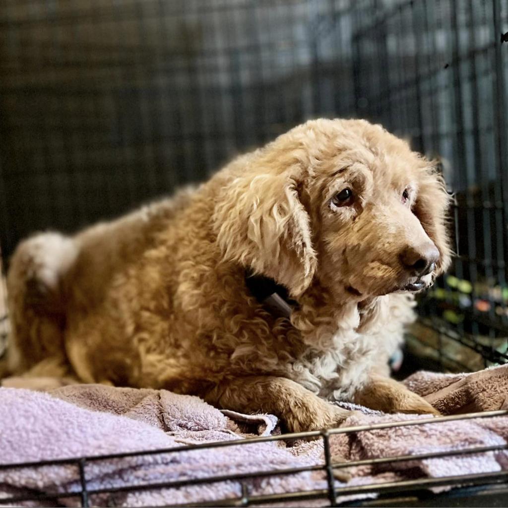 Beverly, an adoptable Cocker Spaniel in Wichita, KS, 67278 | Photo Image 2