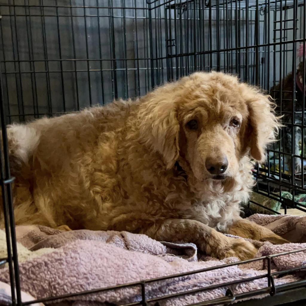 Beverly, an adoptable Cocker Spaniel in Wichita, KS, 67278 | Photo Image 3
