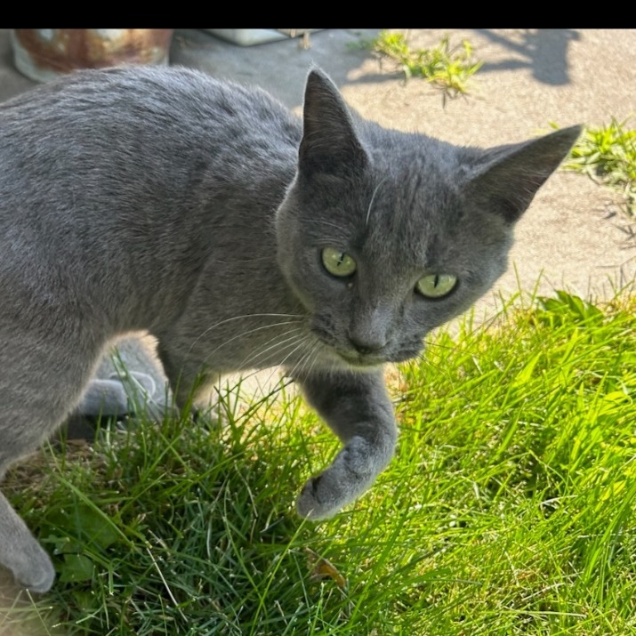 Chihiro, an adoptable Domestic Short Hair in Mount Shasta, CA, 96067 | Photo Image 1