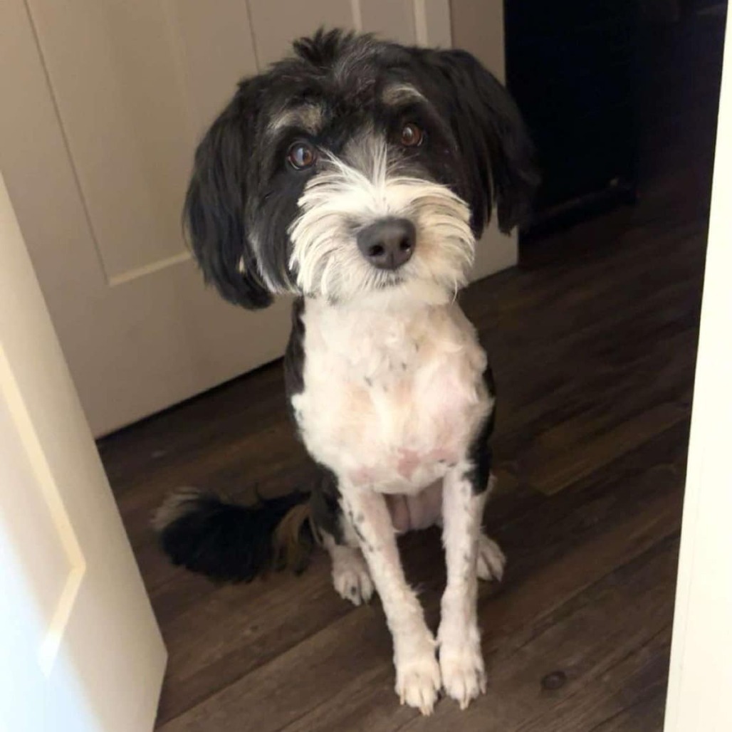 Eyebrows Tooke (Daisy), an adoptable Affenpinscher in Eagle Mountain, UT, 84005 | Photo Image 1