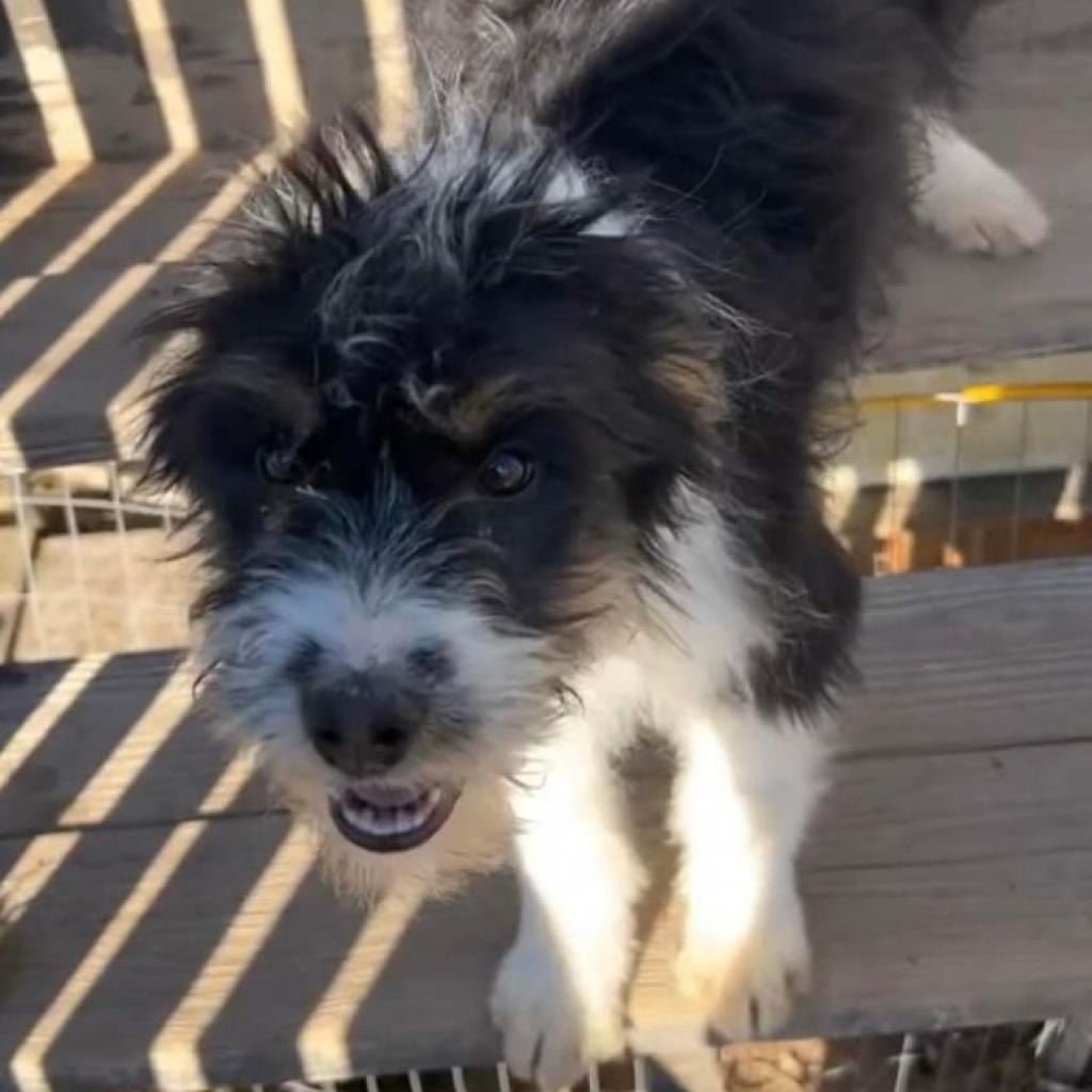 Eyebrows Tooke (Daisy), an adoptable Affenpinscher in Eagle Mountain, UT, 84005 | Photo Image 2