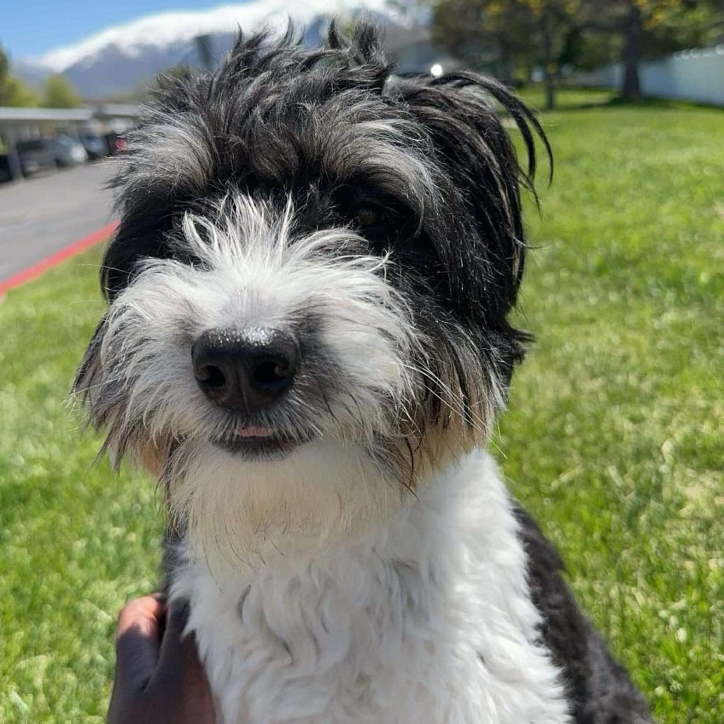 Eyebrows Tooke (Daisy), an adoptable Affenpinscher in Eagle Mountain, UT, 84005 | Photo Image 3