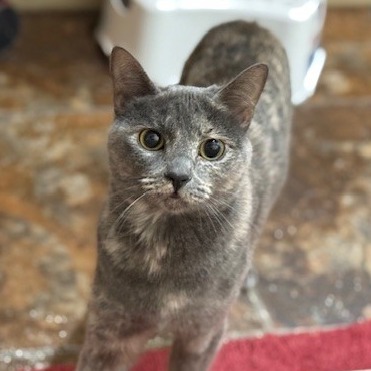 Everest, an adoptable Domestic Short Hair in Las Vegas, NV, 89128 | Photo Image 1