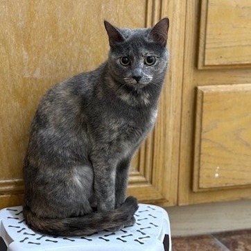 Everest, an adoptable Domestic Short Hair in Las Vegas, NV, 89128 | Photo Image 2