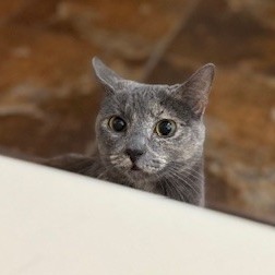 Everest, an adoptable Domestic Short Hair in Las Vegas, NV, 89128 | Photo Image 3