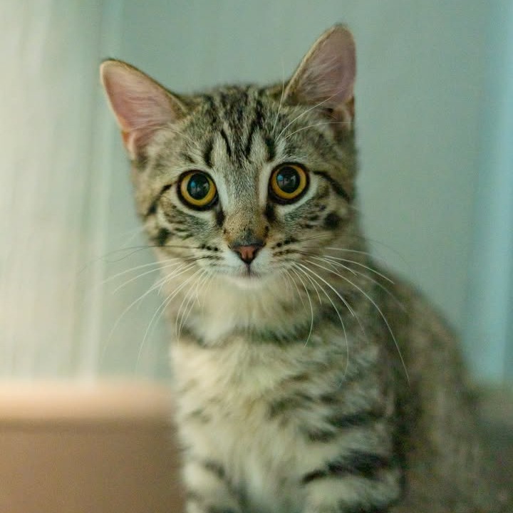 Nugget, an adoptable Domestic Long Hair in Chariton, IA, 50049 | Photo Image 1