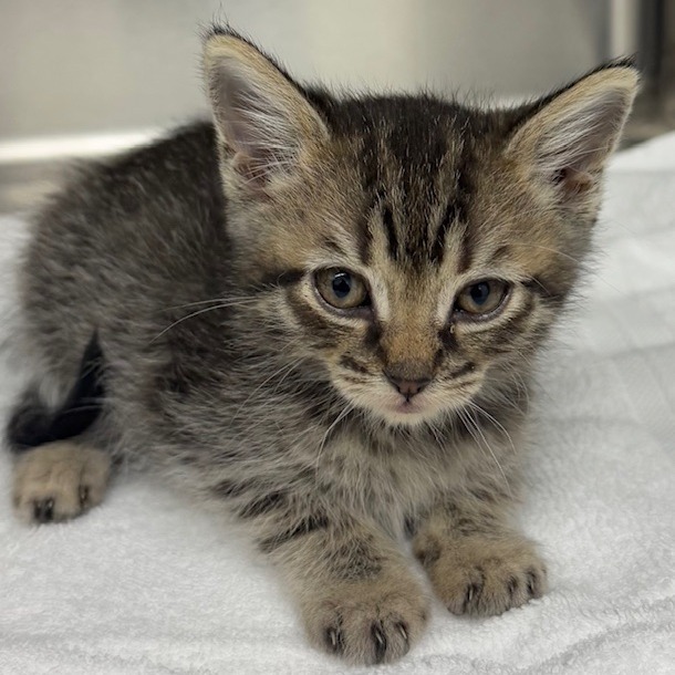 Nugget, an adoptable Domestic Long Hair in Chariton, IA, 50049 | Photo Image 2