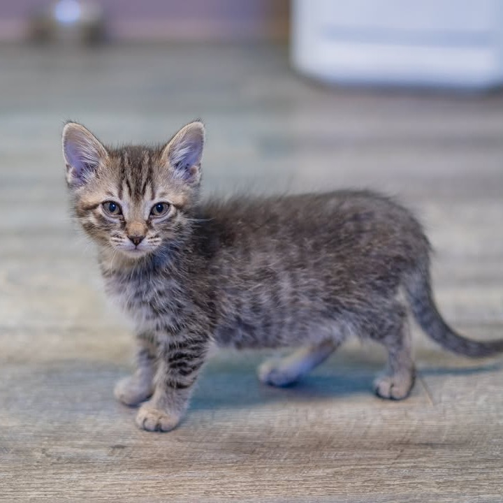 Nugget, an adoptable Domestic Long Hair in Chariton, IA, 50049 | Photo Image 3