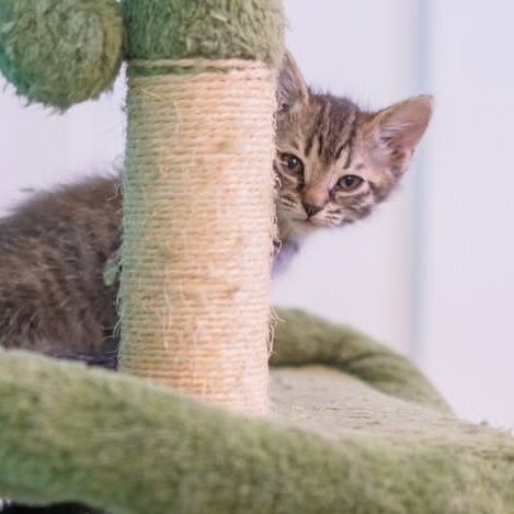 Nugget, an adoptable Domestic Long Hair in Chariton, IA, 50049 | Photo Image 4