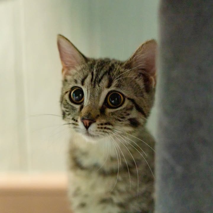 Nugget, an adoptable Domestic Long Hair in Chariton, IA, 50049 | Photo Image 5