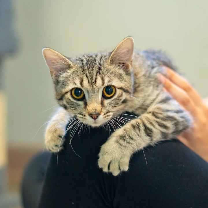 Nugget, an adoptable Domestic Long Hair in Chariton, IA, 50049 | Photo Image 6