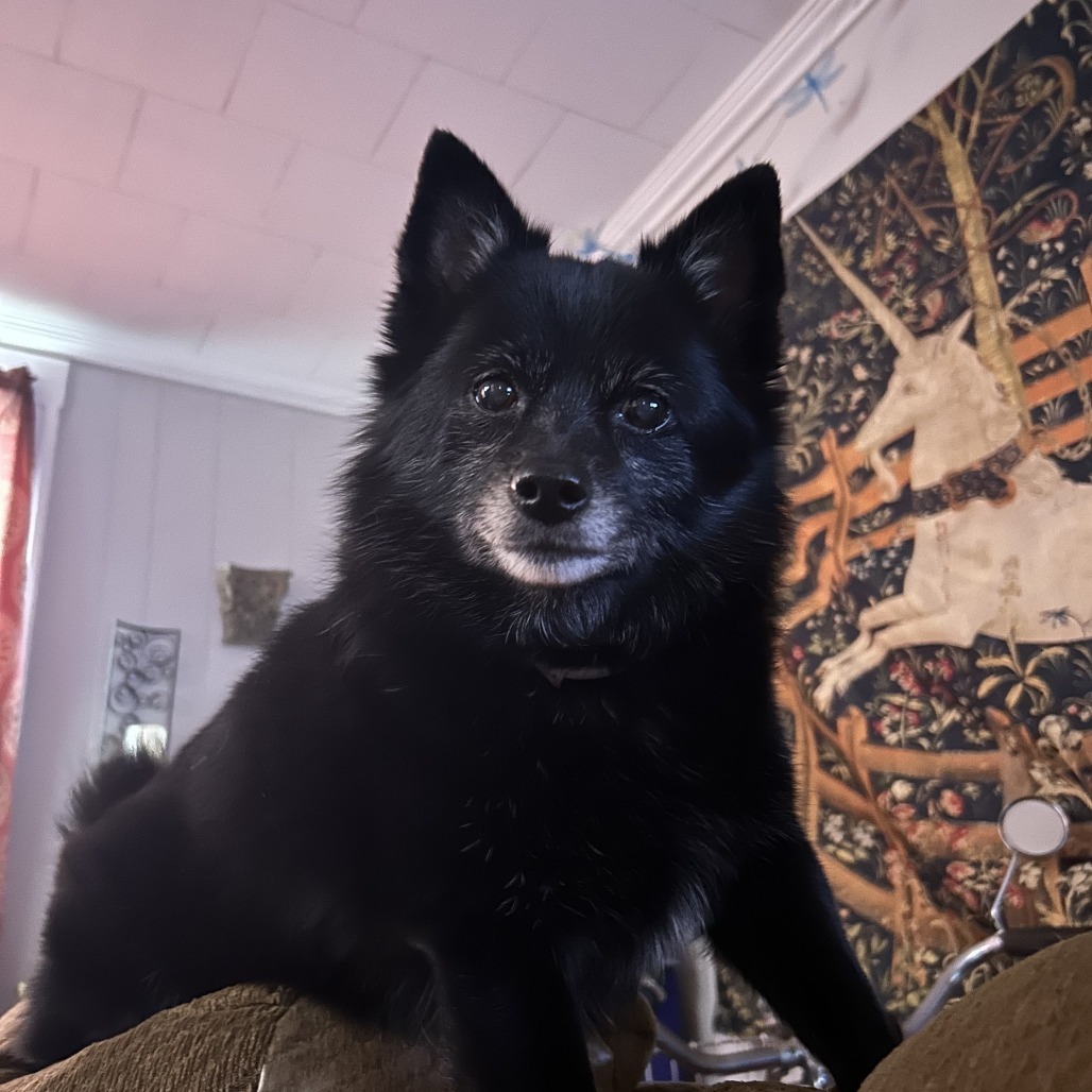 Shadow, an adoptable Schipperke, Pomeranian in Lynchburg, VA, 24502 | Photo Image 1