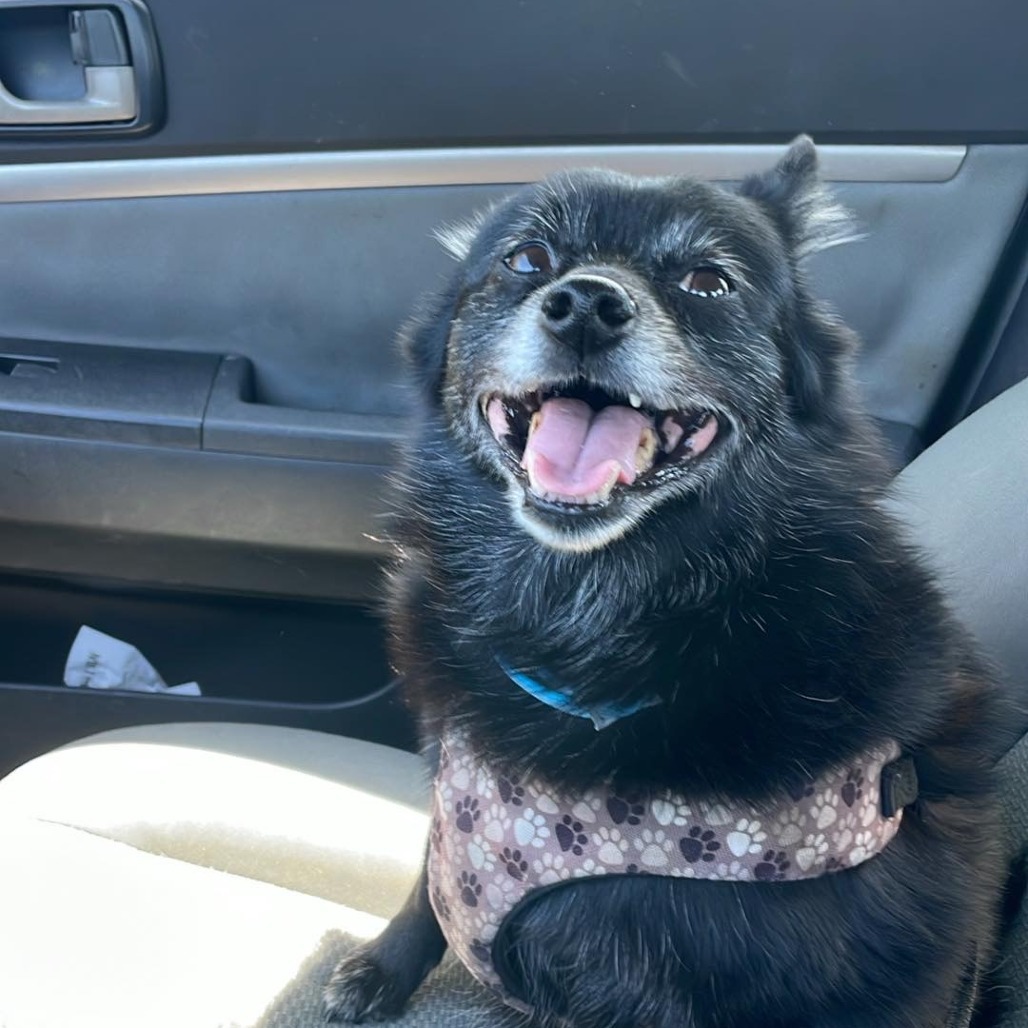 Shadow, an adoptable Schipperke, Pomeranian in Lynchburg, VA, 24502 | Photo Image 3