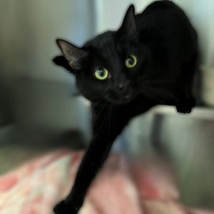 Dream, Adult Female unknown