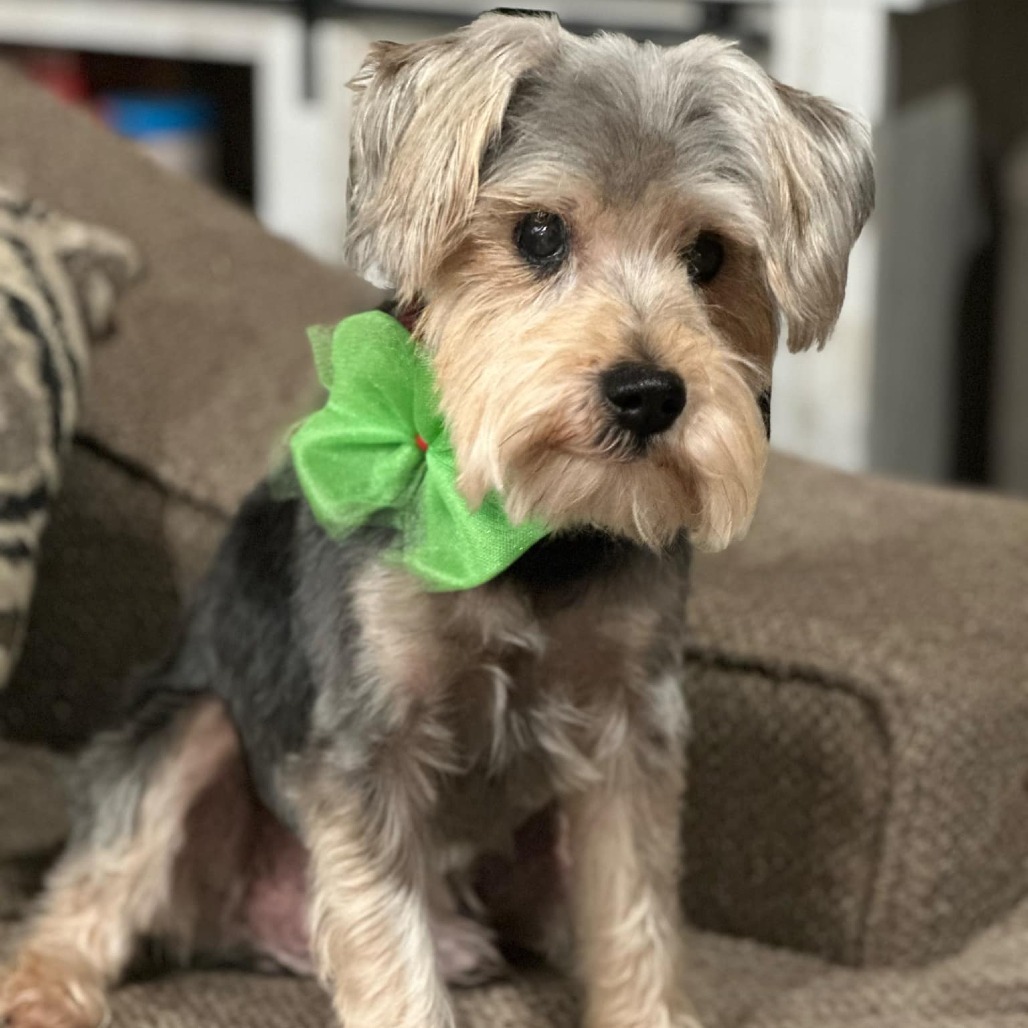 Maximilian