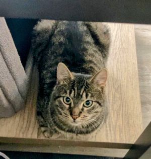 Watson, Young Male Domestic Short Hair