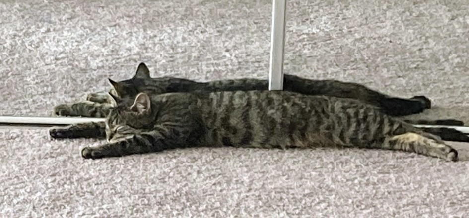 Watson