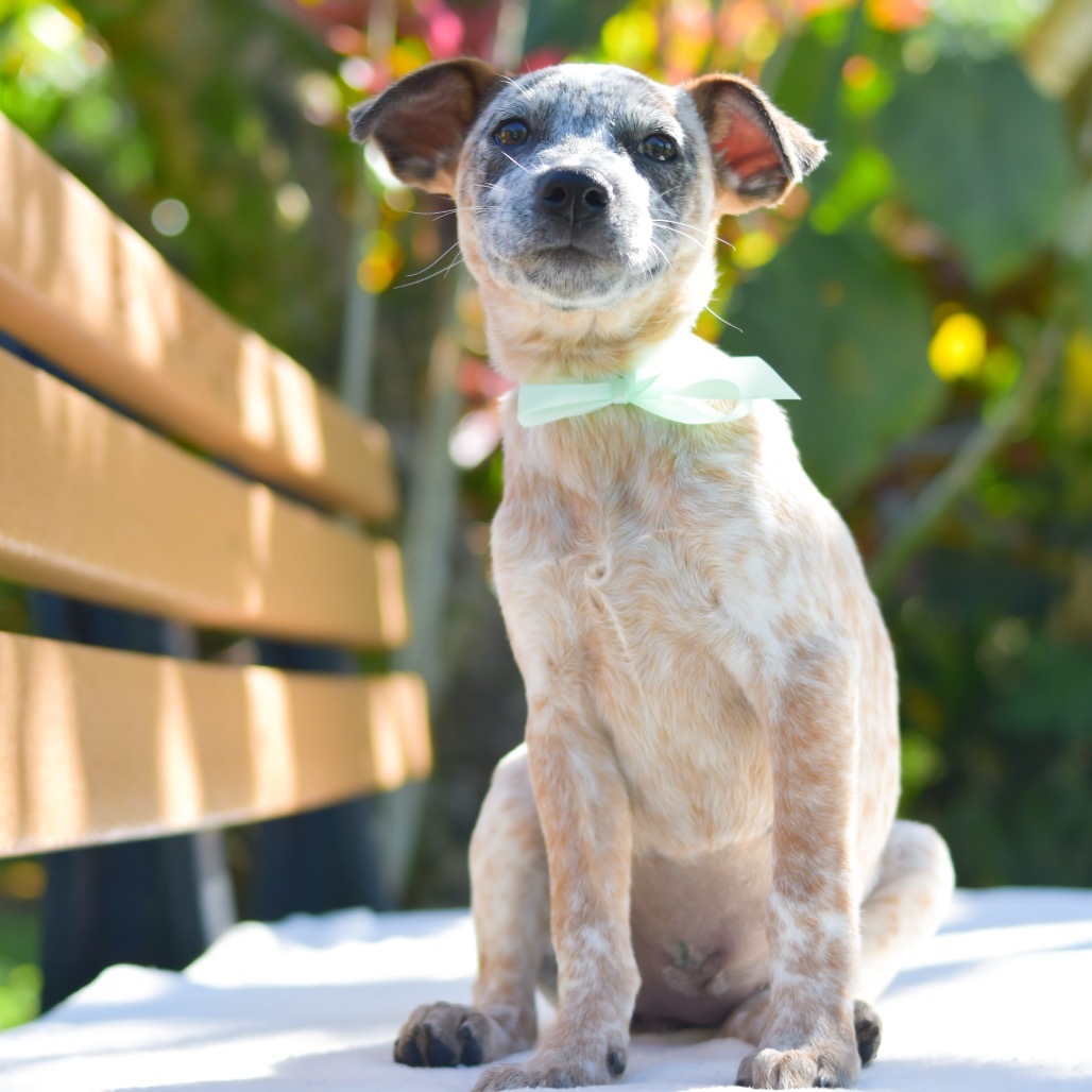 Bubbles, an adoptable Mixed Breed in Kailua Kona, HI, 96740 | Photo Image 1