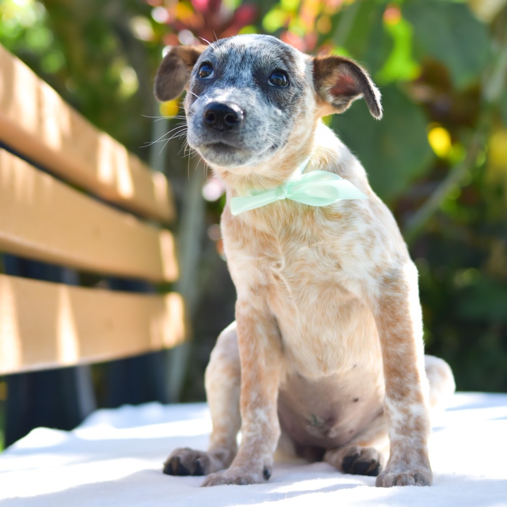 Bubbles, an adoptable Mixed Breed in Kailua Kona, HI, 96740 | Photo Image 2