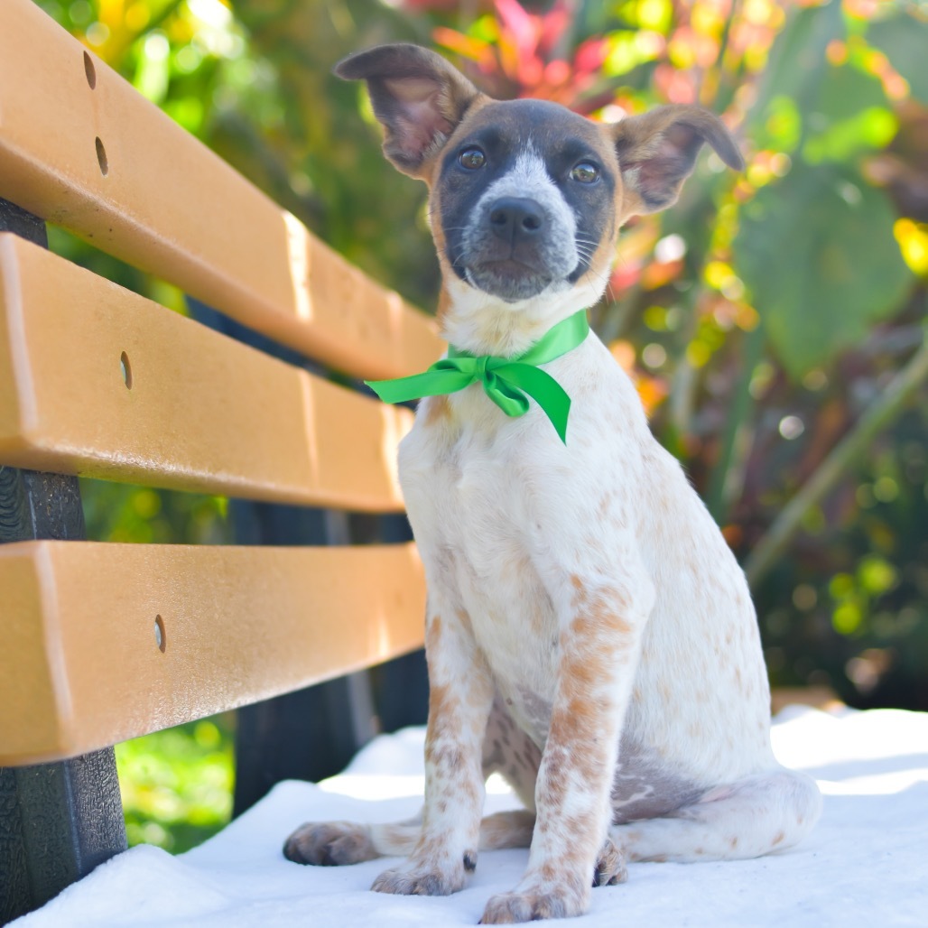 Buttercup, an adoptable Mixed Breed in Kailua Kona, HI, 96740 | Photo Image 1