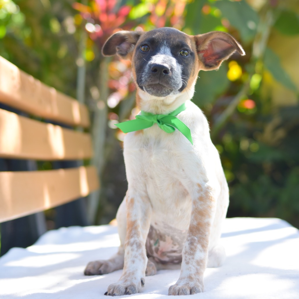 Buttercup, an adoptable Mixed Breed in Kailua Kona, HI, 96740 | Photo Image 2