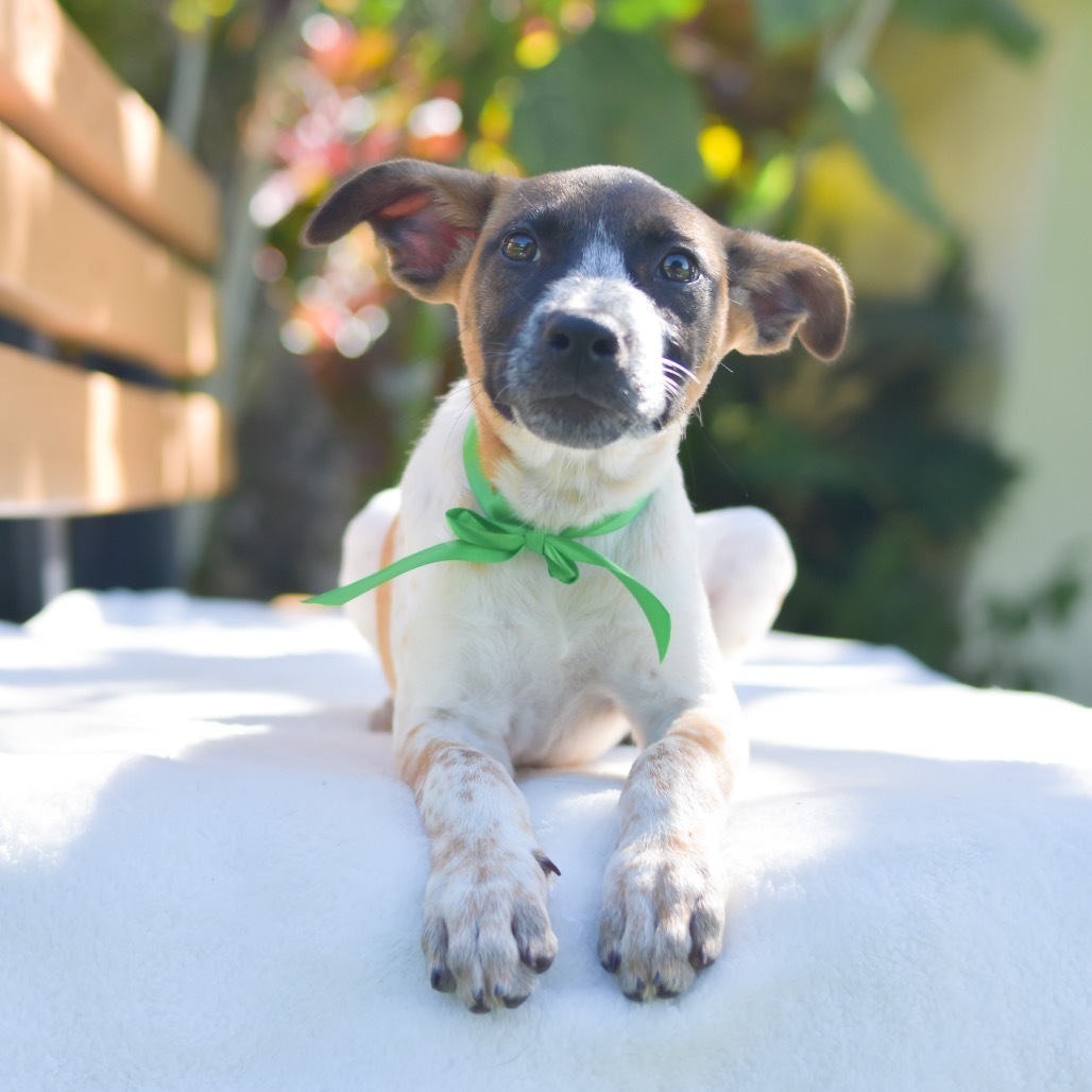 Buttercup, an adoptable Mixed Breed in Kailua Kona, HI, 96740 | Photo Image 3