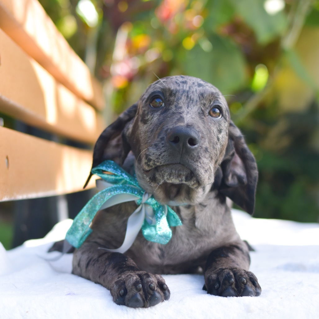 Flynn Rider, an adoptable Mixed Breed in Kailua Kona, HI, 96740 | Photo Image 1