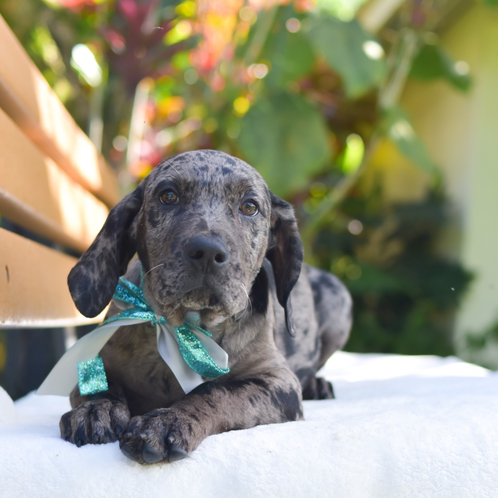 Flynn Rider, an adoptable Mixed Breed in Kailua Kona, HI, 96740 | Photo Image 2