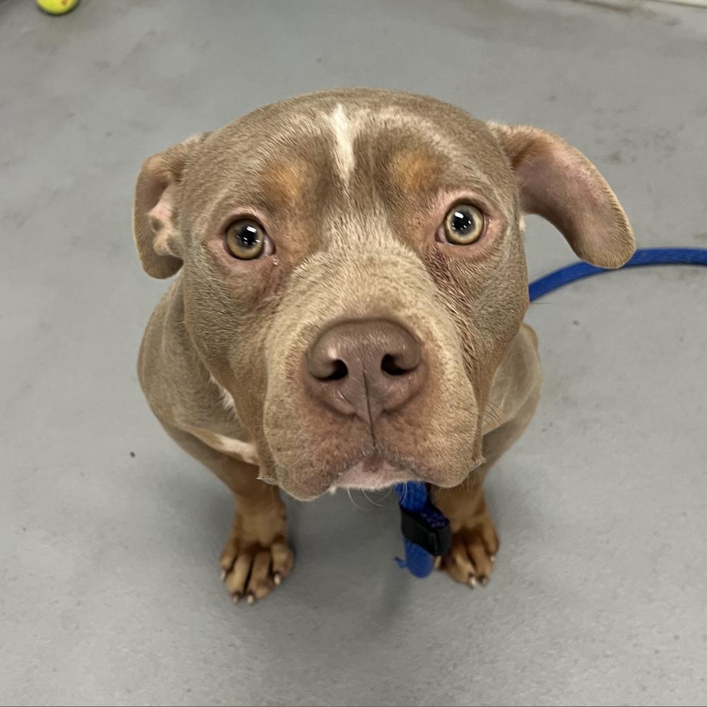 Roomy, an adoptable Weimaraner, Mixed Breed in West Chester, PA, 19382 | Photo Image 2
