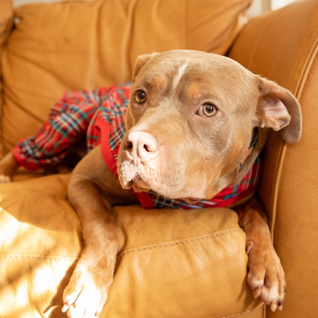 Roomy, an adoptable Weimaraner, Mixed Breed in West Chester, PA, 19382 | Photo Image 6