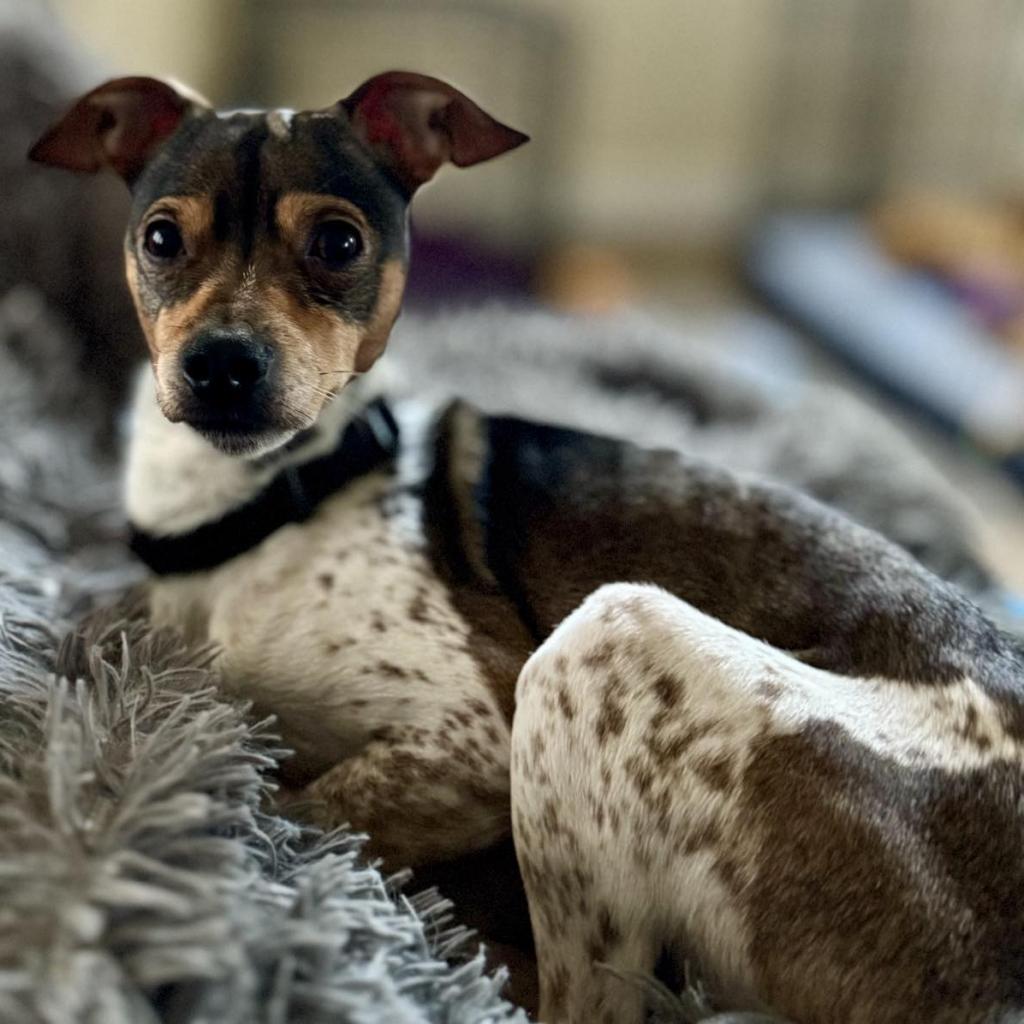 31231 Brownie, an adoptable Terrier, Mixed Breed in Bend, OR, 97702 | Photo Image 2