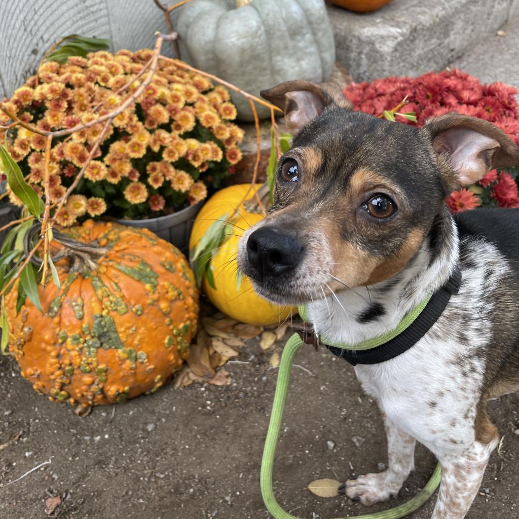 31231 Brownie, an adoptable Terrier, Mixed Breed in Bend, OR, 97702 | Photo Image 3