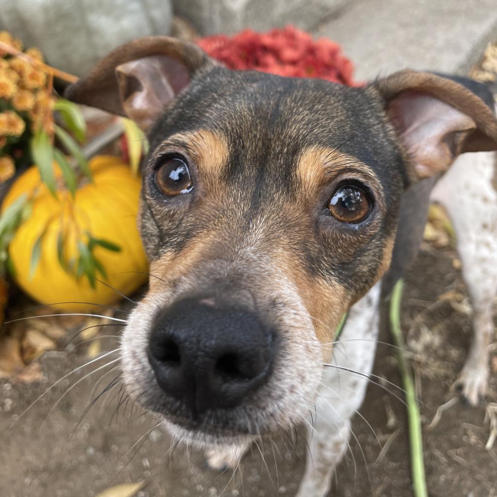 31231 Brownie, an adoptable Terrier, Mixed Breed in Bend, OR, 97702 | Photo Image 4