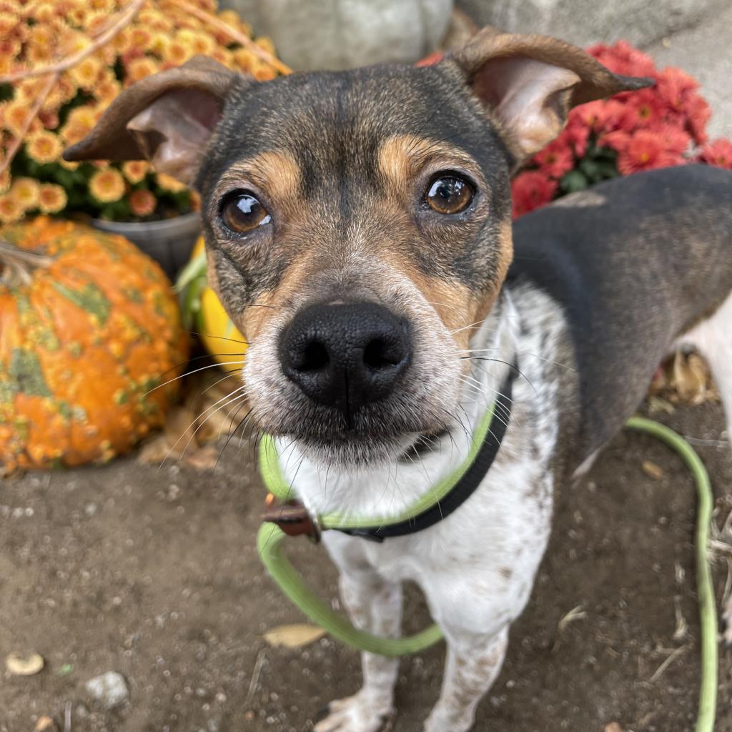31231 Brownie, an adoptable Terrier, Mixed Breed in Bend, OR, 97702 | Photo Image 5
