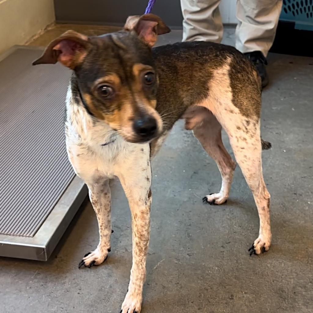 31231 Brownie, an adoptable Terrier, Mixed Breed in Bend, OR, 97702 | Photo Image 6