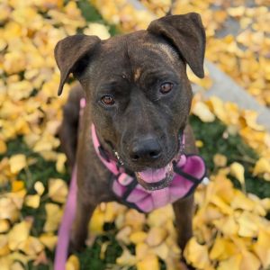 Meet Gemma Gemma is a sweet lab pit shepherd mix who is just over 4 years old Gemma is the