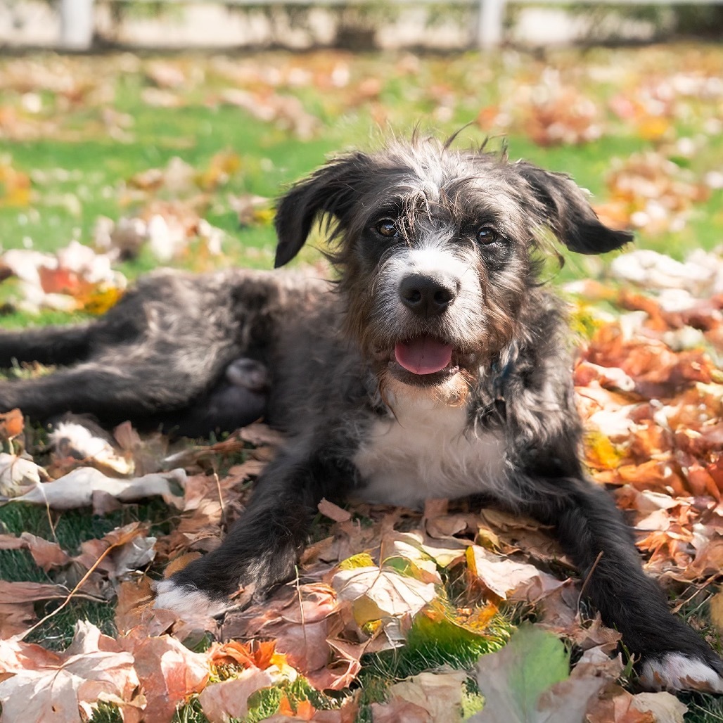Cyrus, an adoptable Labradoodle, Pit Bull Terrier in Studio City, CA, 91604 | Photo Image 1