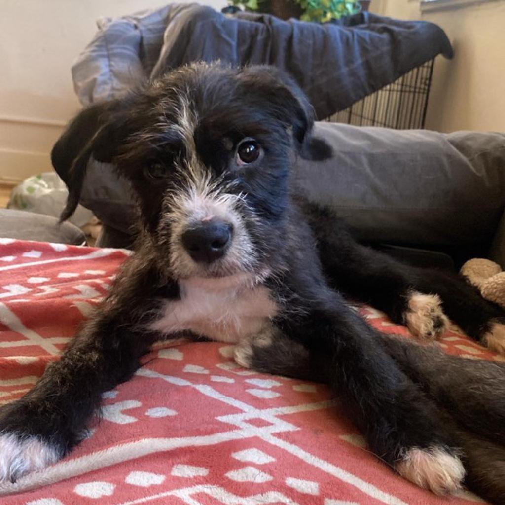 Cyrus, an adoptable Labradoodle, Pit Bull Terrier in Studio City, CA, 91604 | Photo Image 2