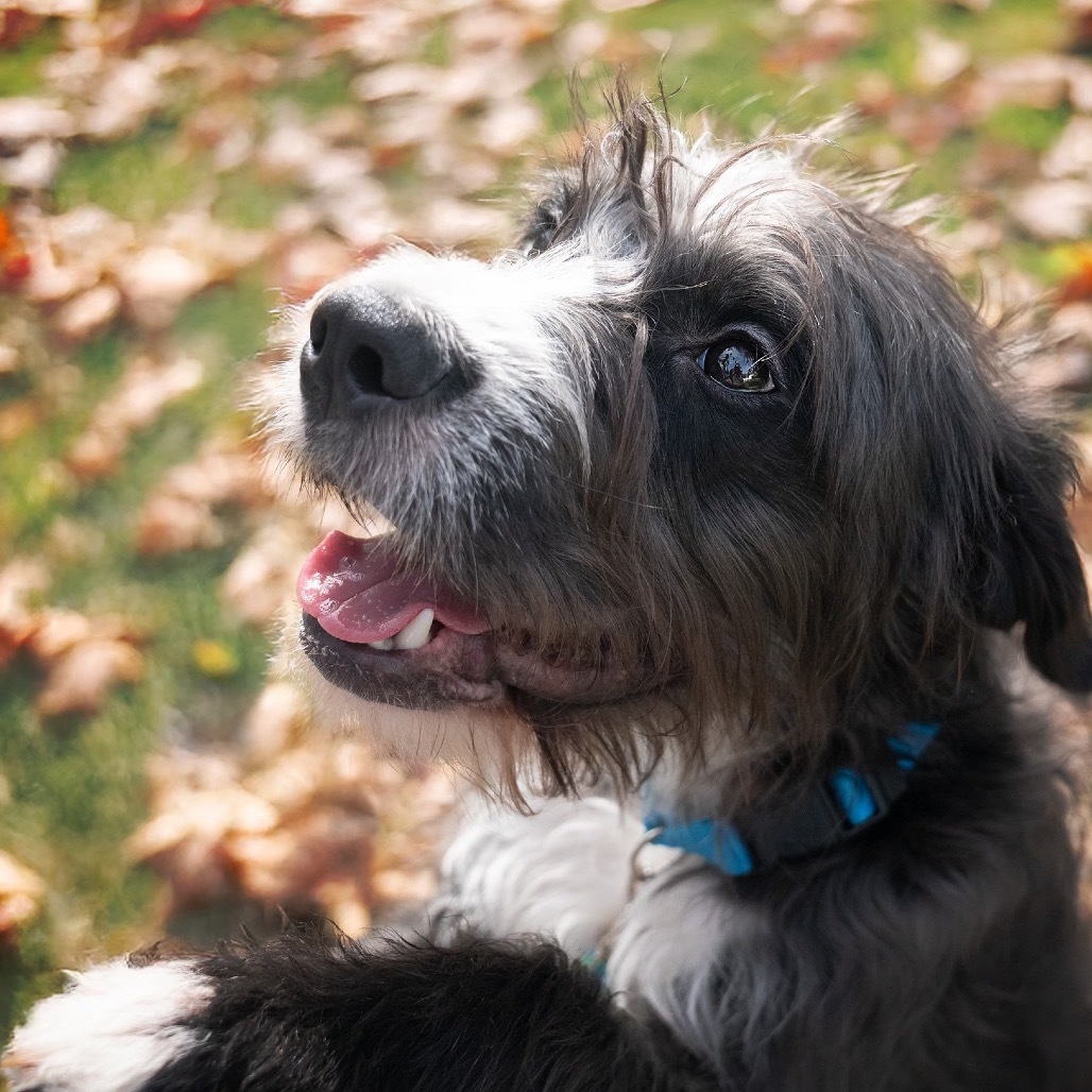 Cyrus, an adoptable Labradoodle, Pit Bull Terrier in Studio City, CA, 91604 | Photo Image 3